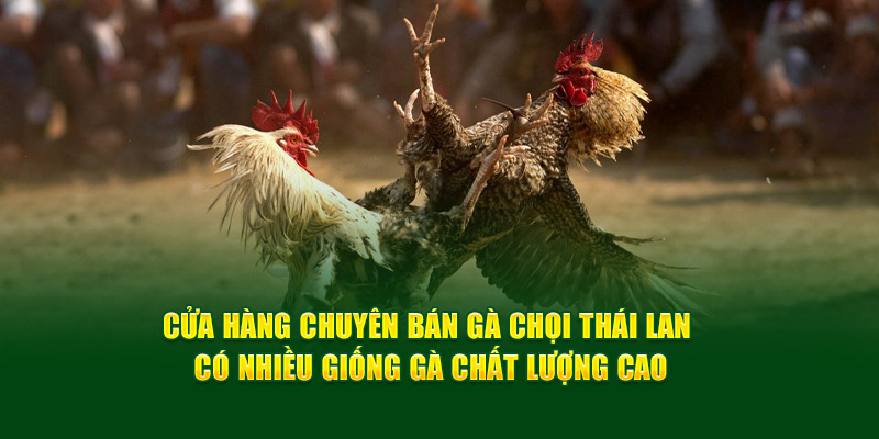 cua-hang-chuyen-ban-ga-choi-thai-lan-co-nhieu-giong-ga-chat-luong-cao