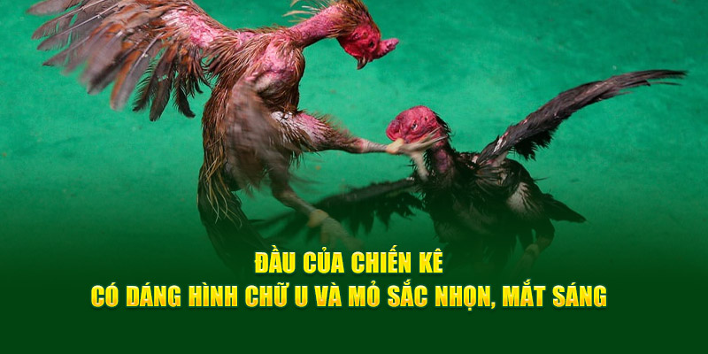 dau-cua-chien-ke-co-dang-hinh-chu-u-va-mo-sac-nhon-mat-sang