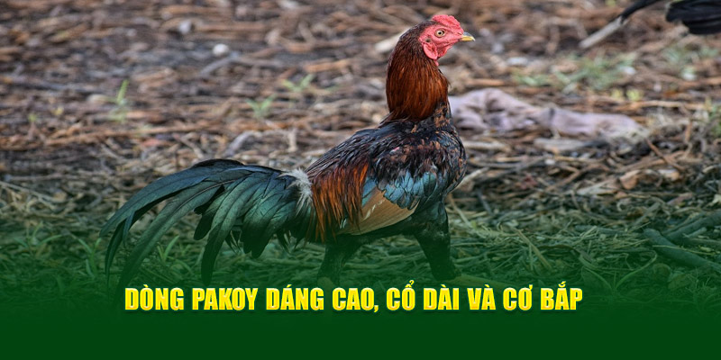 dong-pakoy-dang-cao-co-dai-va-co-bap