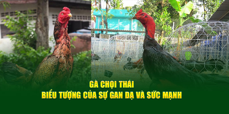 ga-choi-thai-bieu-tuong-cua-su-gan-da-va-suc-manh